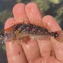 Image of Round-nosed sculpin