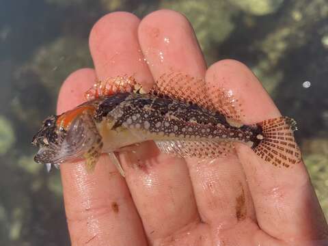 Image of Round-nosed sculpin