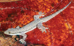 Image of Flat-tailed House Gecko