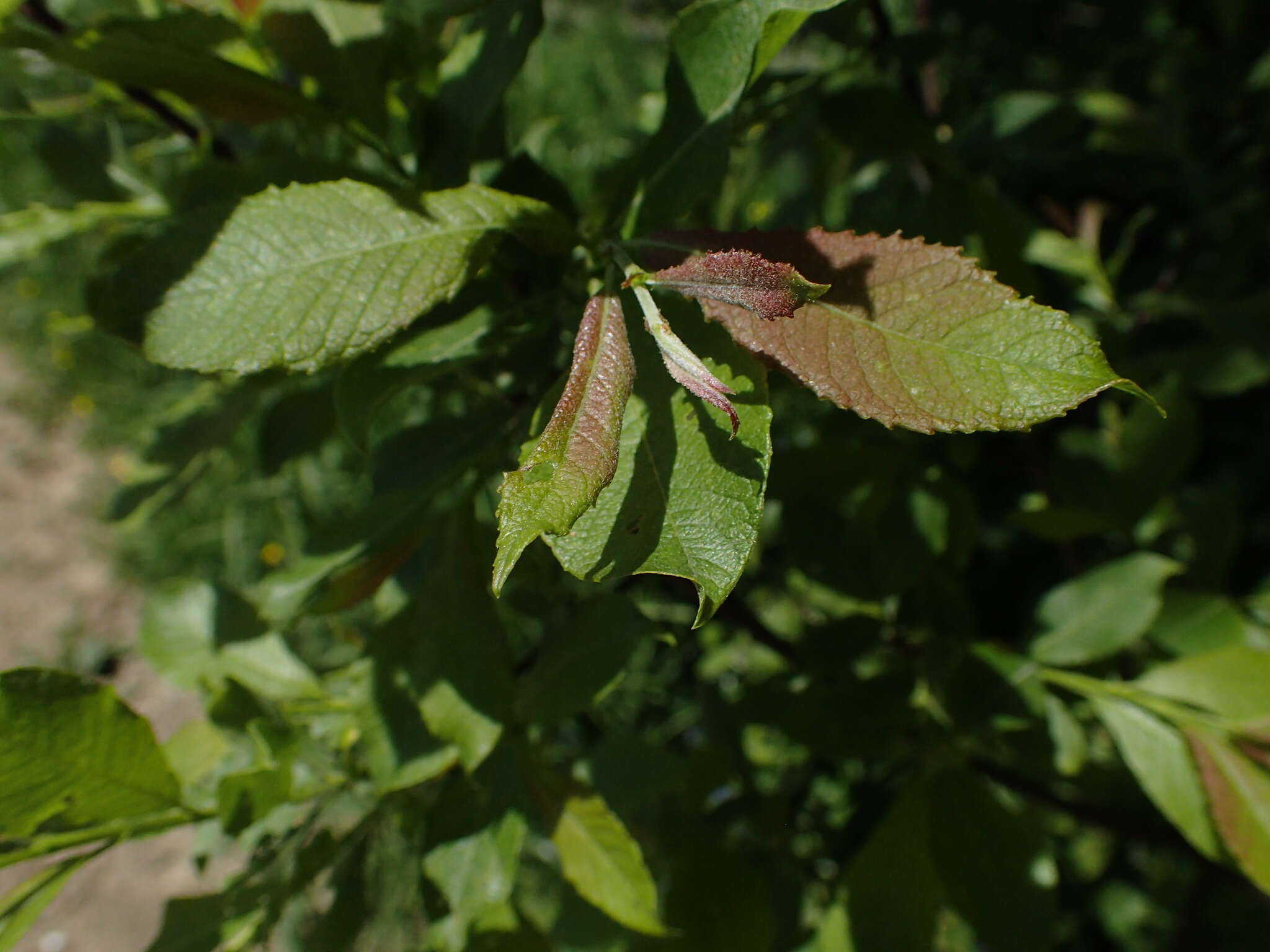 Image of Salix silesiaca Willd.
