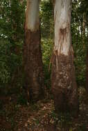 Eucalyptus grandis W. Hill ex Maiden resmi