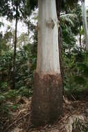 Image of grand eucalyptus