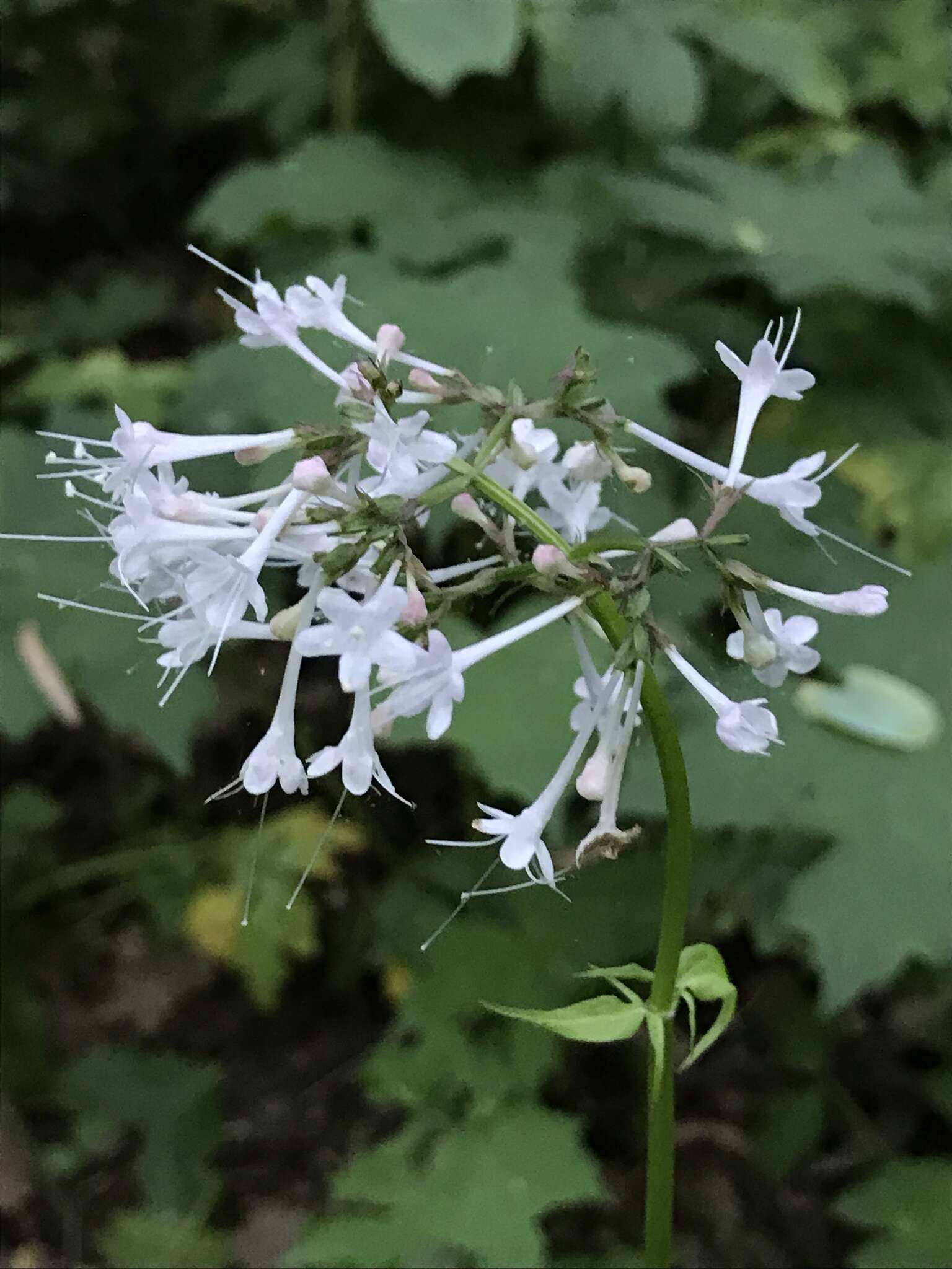 Image of largeflower valerian