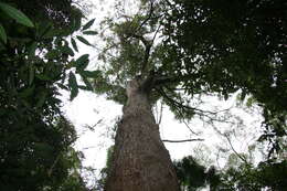 Image of Australian tallowwood