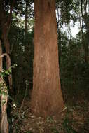 Image of Australian tallowwood