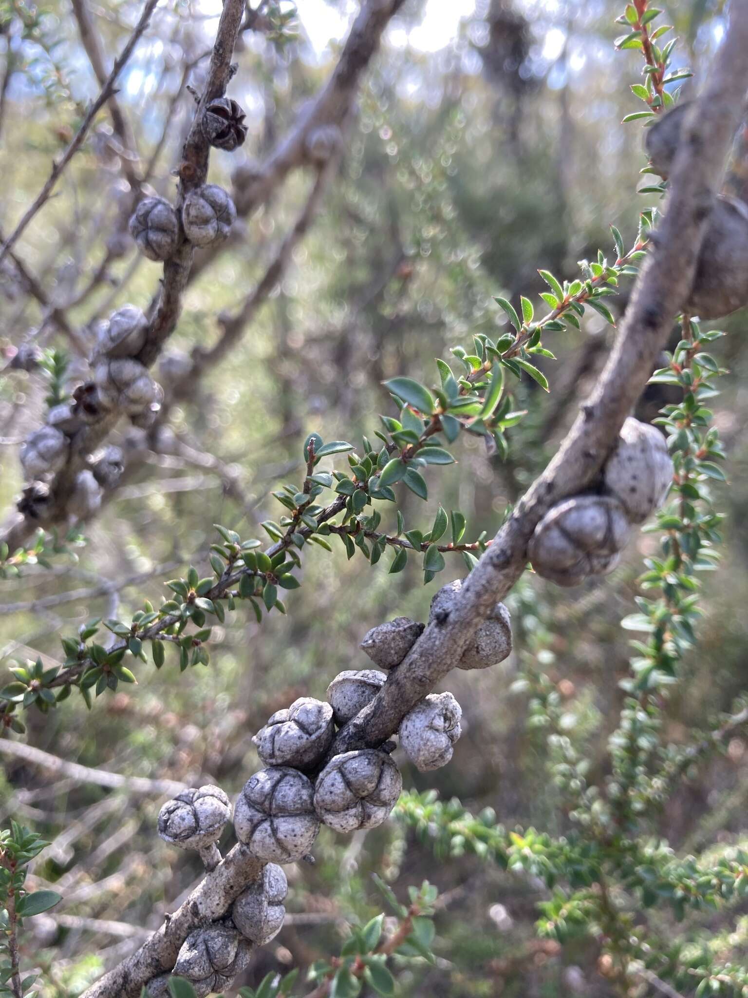 Слика од Leptospermum squarrosum Gaertn.