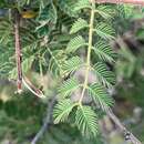 Слика од Mimosa dysocarpa A. Gray