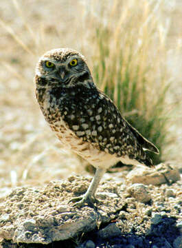 Image of Burrowing Owl