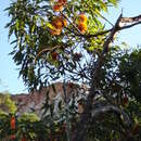 Imagem de Eucalyptus phoenicea F. Müll.