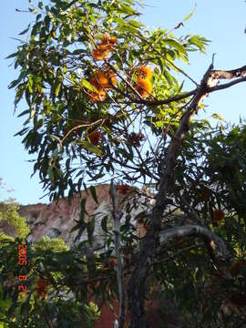 Image of Eucalyptus phoenicea F. Müll.