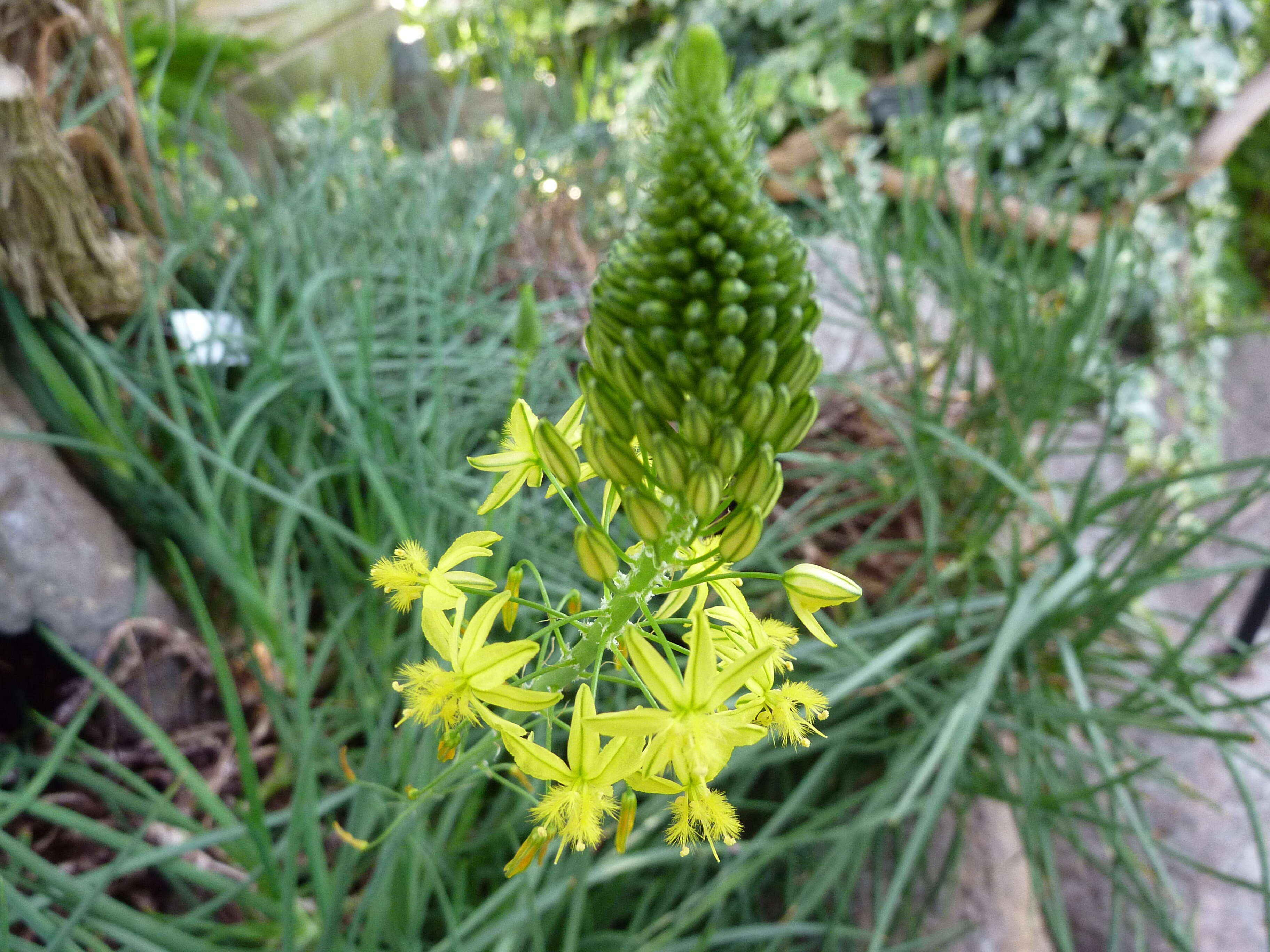 Image of Bulbine frutescens (L.) Willd.