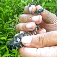 Image of Red-sided Keelback Water Snake