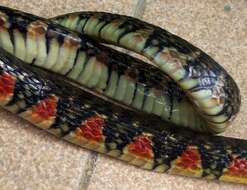 Image of Red-sided Keelback Water Snake