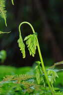 Image of Pteris epaleata D. J. Ohlsen