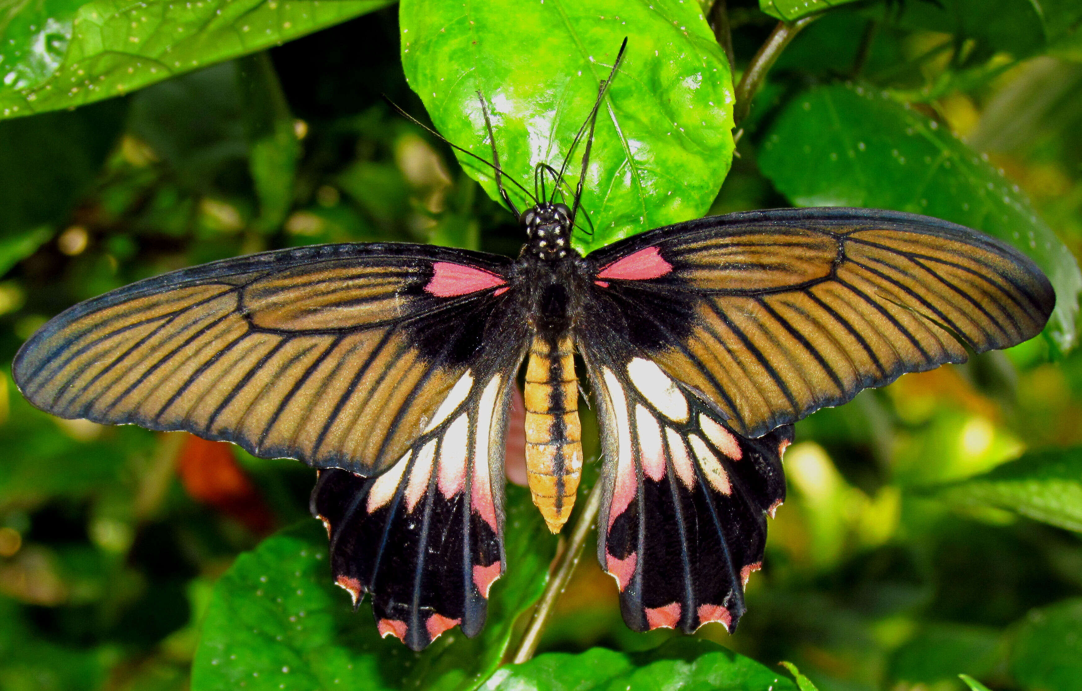 Sivun Papilio lowi kuva