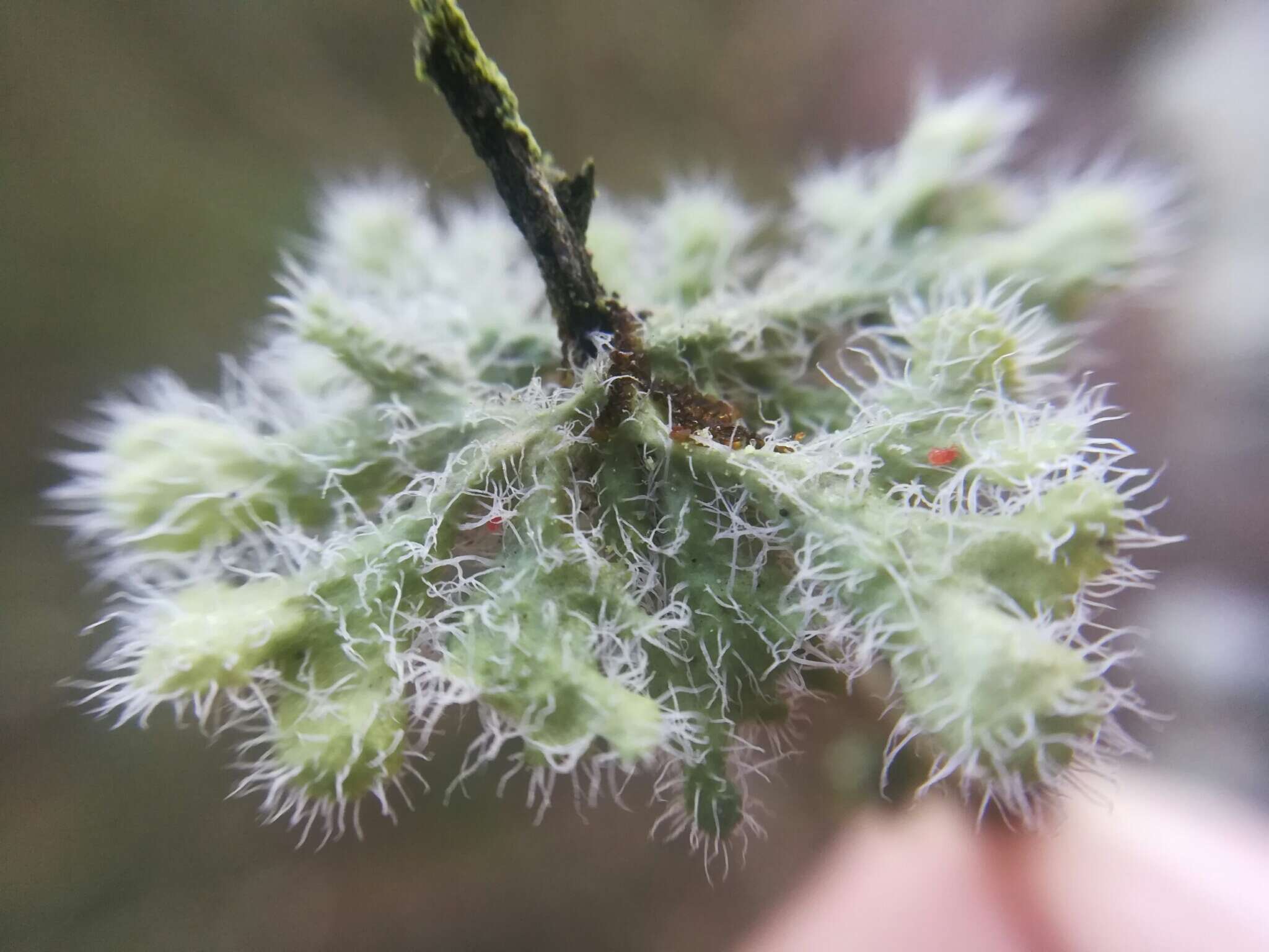 Image of Heterodermia sorediosa