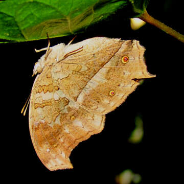 Image of Protogoniomorpha