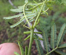 Слика од Vachellia bidwillii (Benth.) Kodela