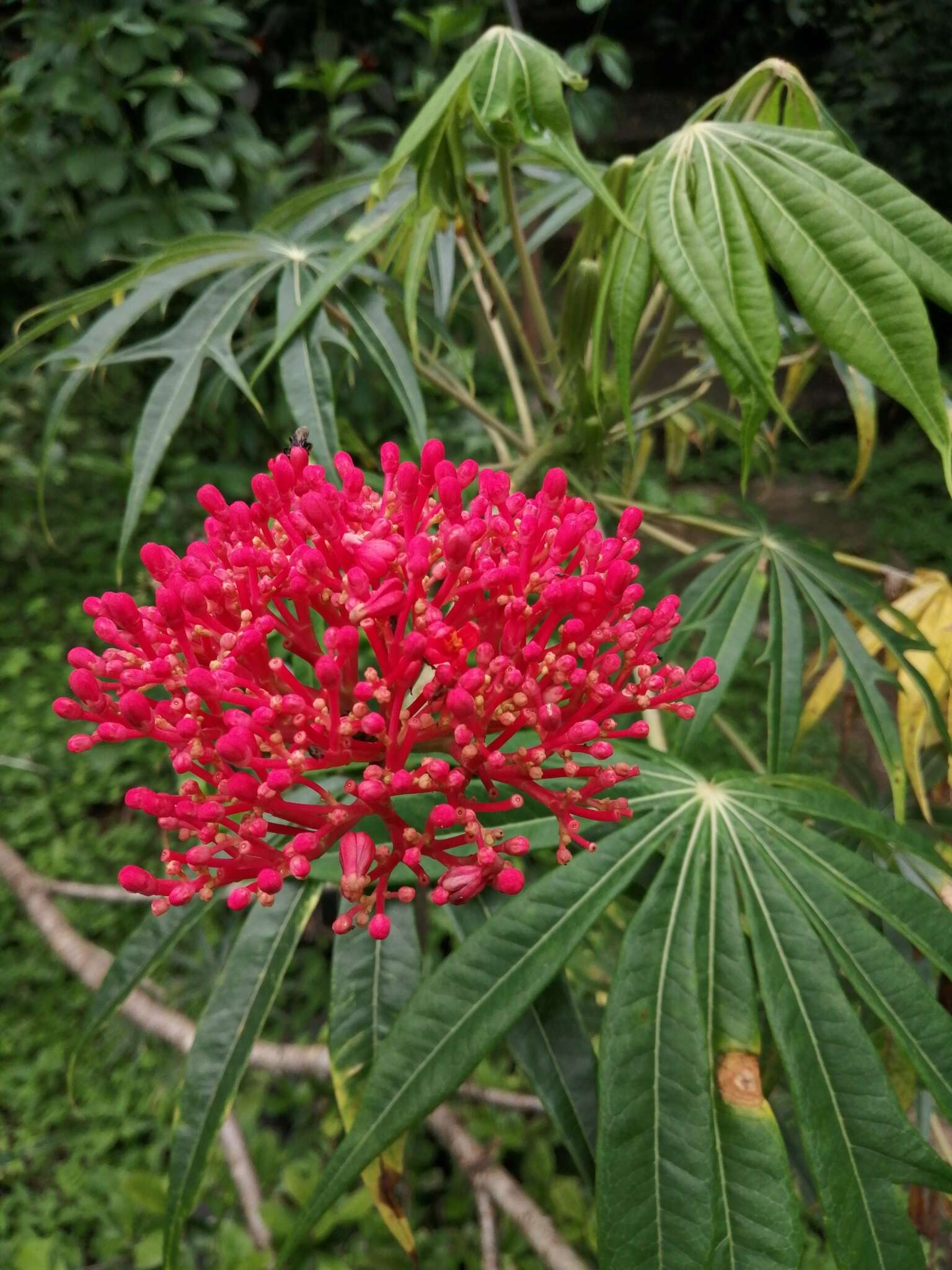 Plancia ëd Jatropha multifida L.