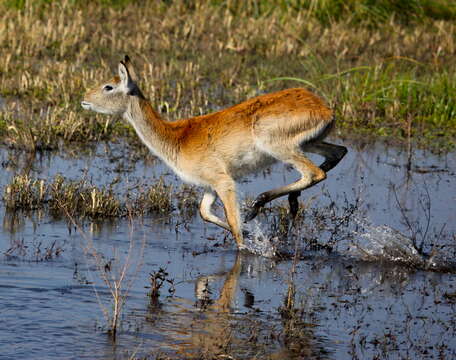 Image de Cobe Lechwe