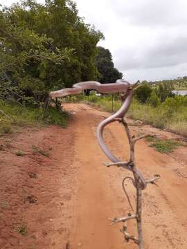 Image of Cat-eyed Tree Snakes