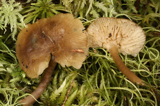 Image of Clitocybe subditopoda Peck 1889