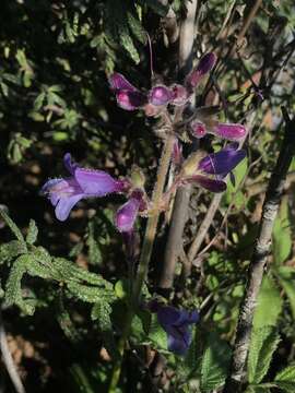 Image of Santa Cruz Mountains beardtongue