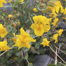 Image of Shield-Bract Monkey-Flower