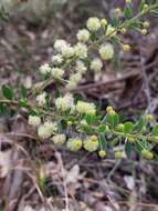 Acacia cremiflora B. J. Conn & Tame的圖片