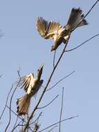 Image of Indian Grey Hornbill