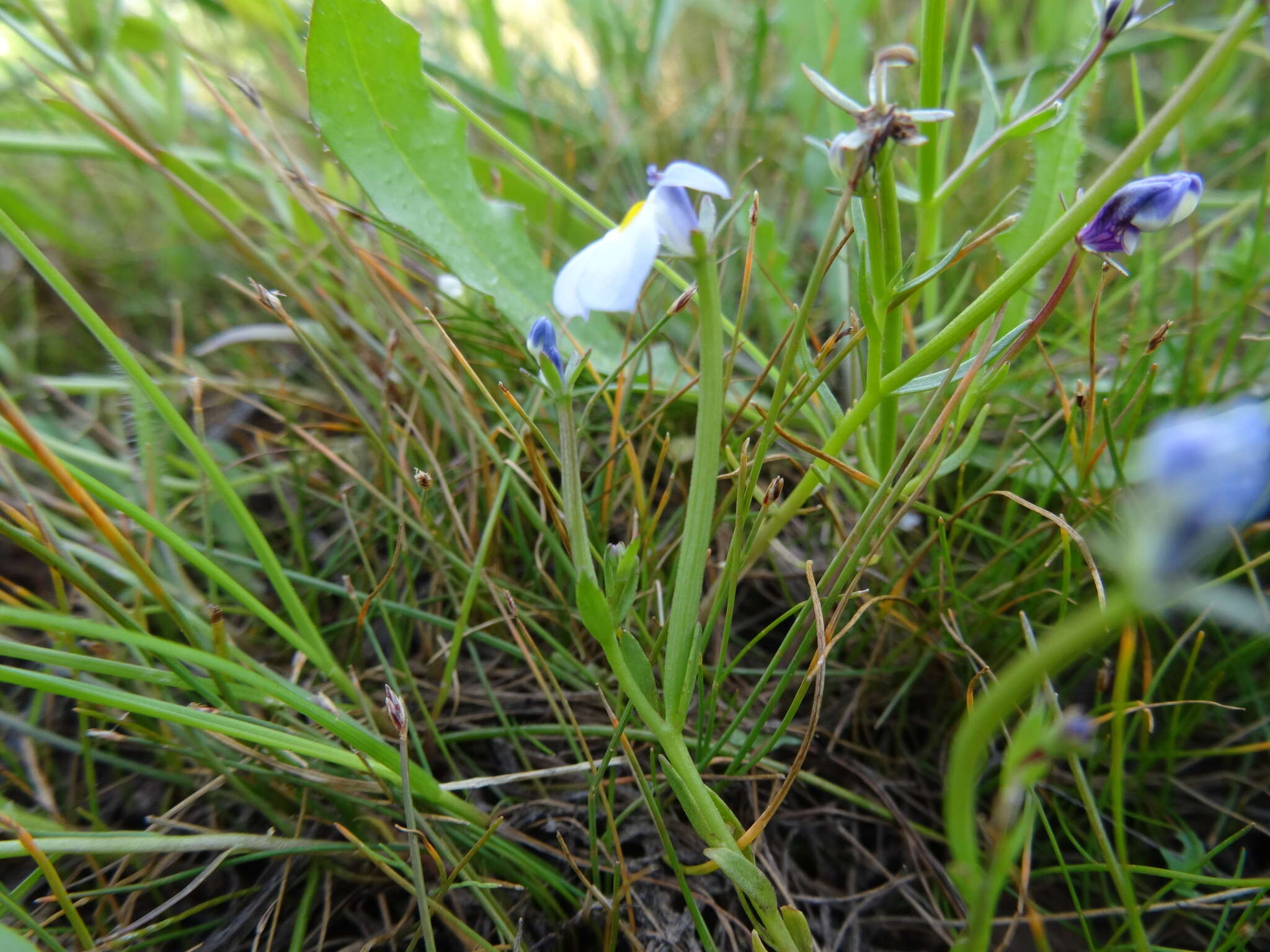 Image of Toothed Calico-Flower