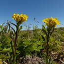 Image of small-flower prairie wallflower