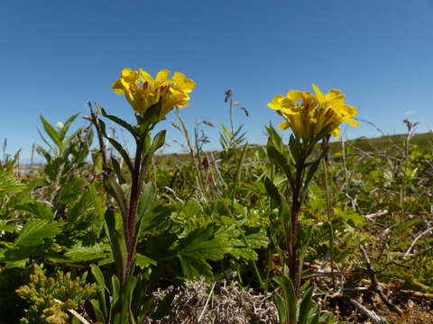 Image of small-flower prairie wallflower