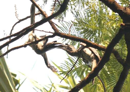 Image of Indian Grey Hornbill