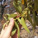 Sivun Psittacanthus calyculatus (DC.) G. Don kuva