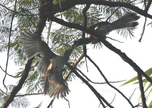 Image of Indian Grey Hornbill