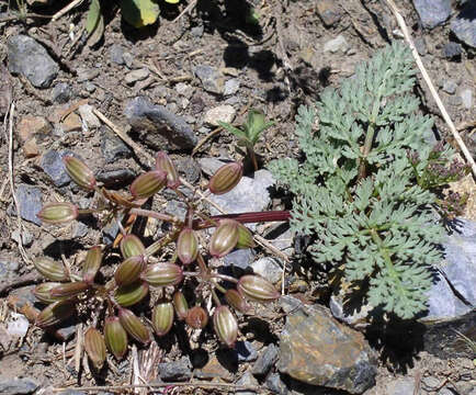 صورة Lomatium erythrocarpum R. J. Meinke & L. Constance