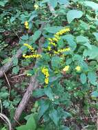 Image of elmleaf goldenrod