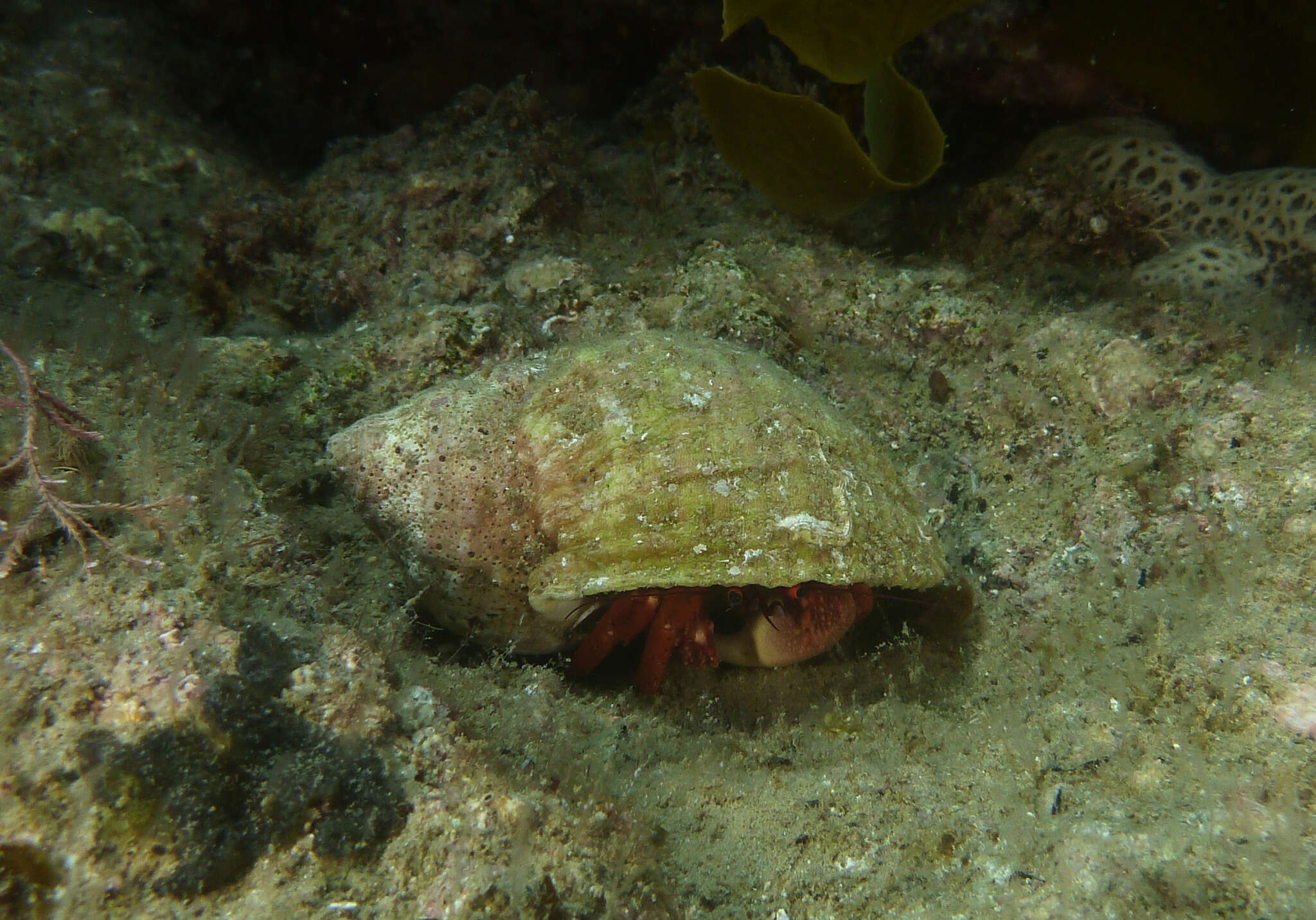 Image of Paguristes frontalis (H. Milne Edwards 1836)