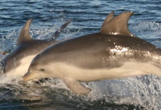 Image of Burrunan Dolphin
