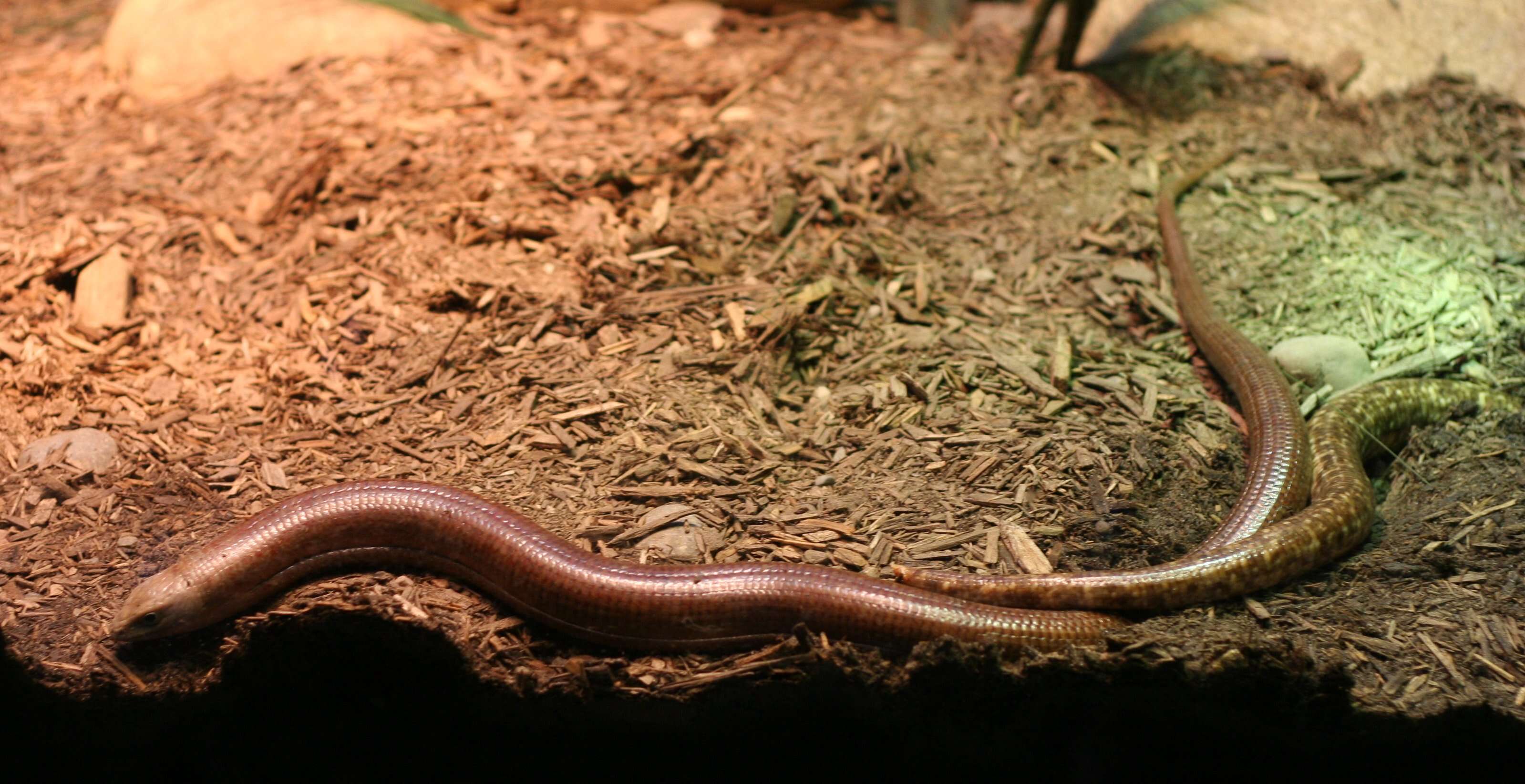 Image of legless lizard