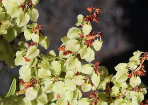 Rumex skottsbergii O. Degener & I. Degener的圖片