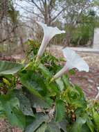 Plancia ëd Ipomoea anisomeres Robinson & Bartlett