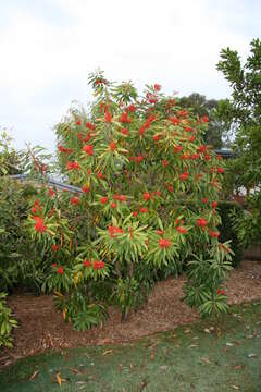 Image of Red silky oak