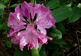 Plancia ëd Rhododendron adenogynum Diels