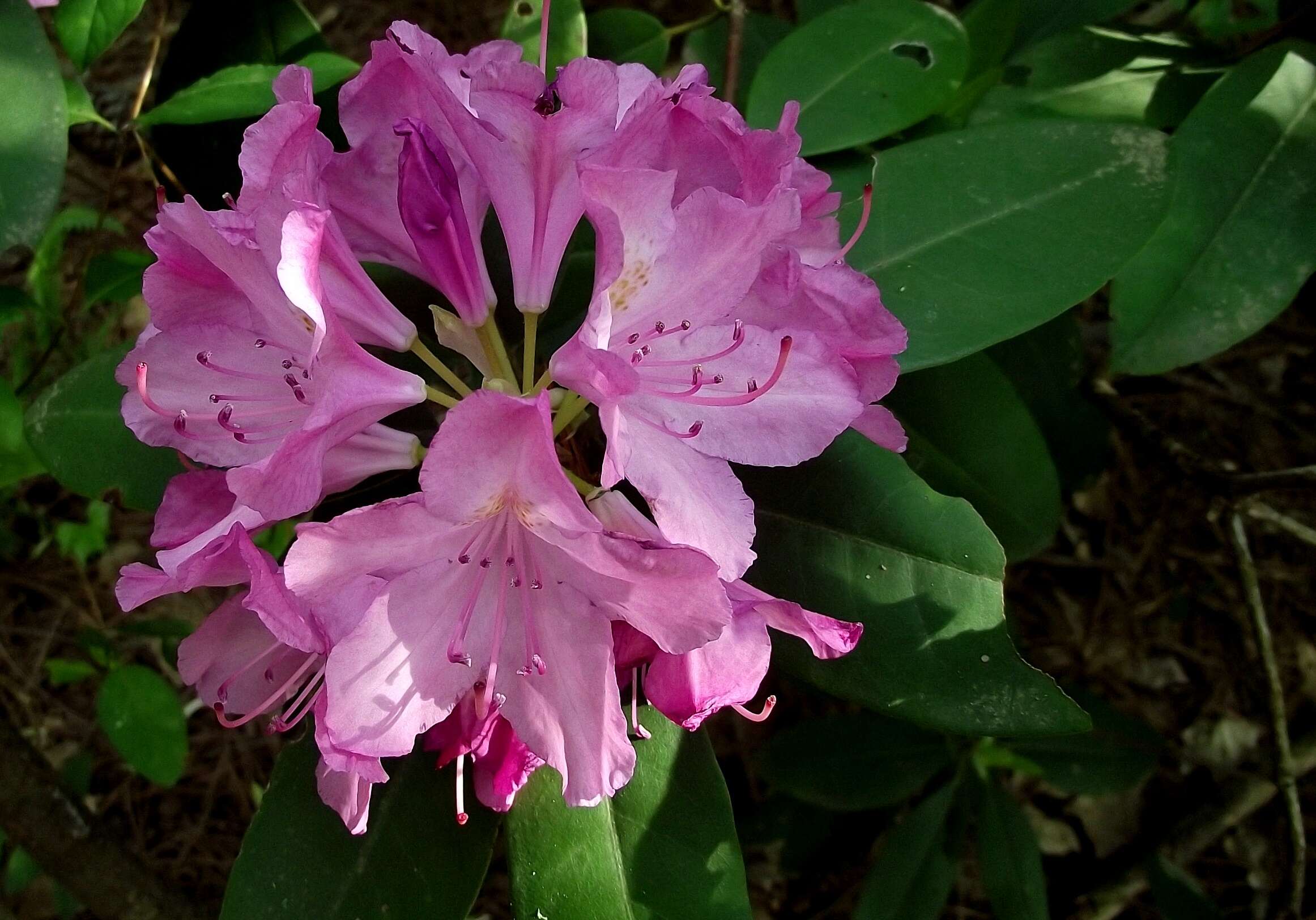 Plancia ëd Rhododendron adenogynum Diels