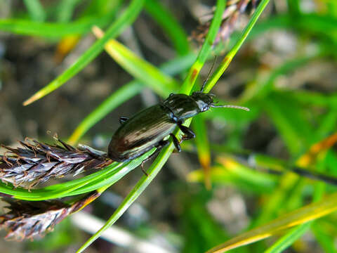 Image of Pterostichus (Oreophilus) jurinei (Panzer 1803)