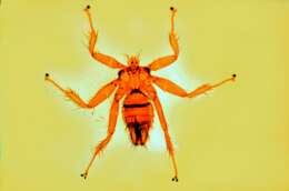 Image of louse flies