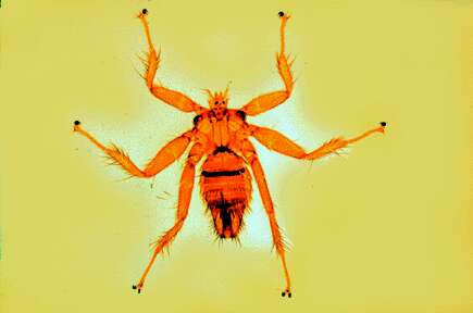 Image of louse flies