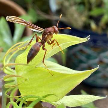 Image of Polistes major castaneicolor Bequard 1938